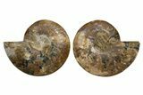 Cut & Polished, Agatized Ammonite Fossil - Crystal Pockets #323410-1